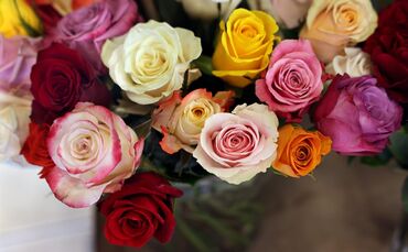 Blumen verschenkt die Stadt Winnenden künftig nur noch an Ehepaare, die mehr als 60 Jahre verheiratet sind und den Besuch eines 