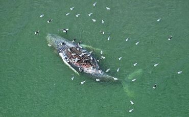 Toter Wal vor dänischer Insel Anholt entdeckt