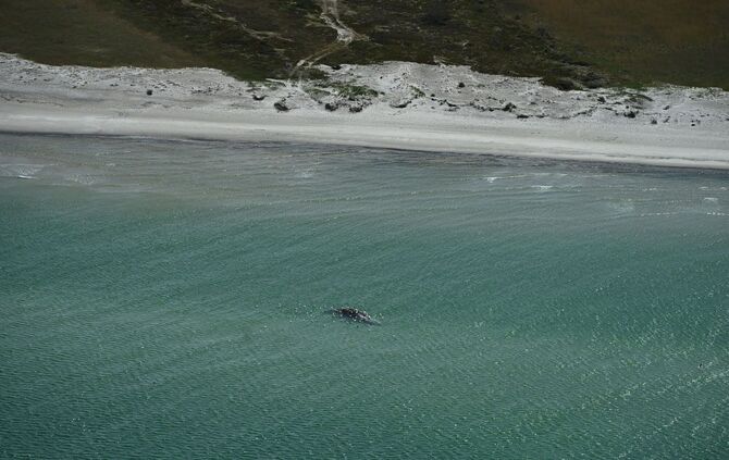 Toter Wal vor dänischer Insel Anholt entdeckt