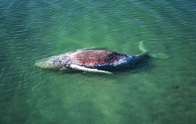 Toter Wal vor dänischer Insel Anholt entdeckt