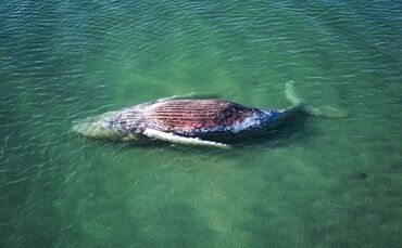 Toter Wal vor dänischer Insel Anholt entdeckt