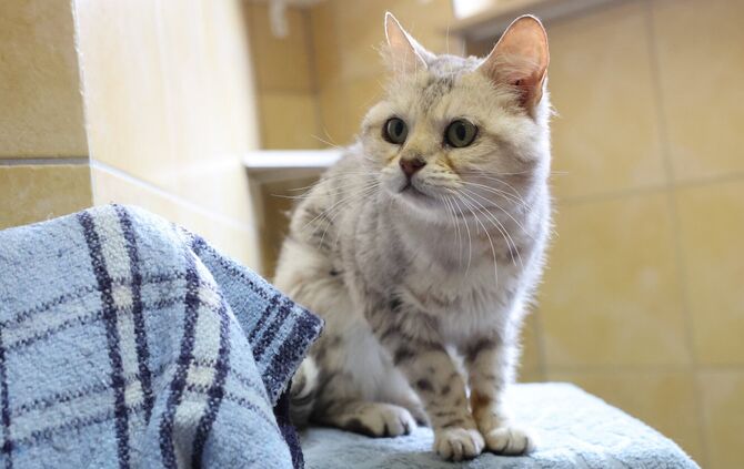 Bengalkatze Malaika ist liebevoll, braucht Aufmerksamkeit und möchte bei allem dabei sein.