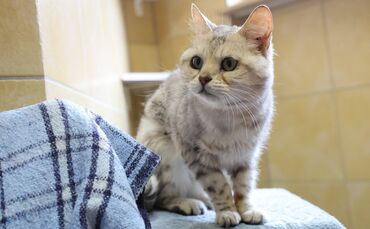 Bengalkatze Malaika ist liebevoll, braucht Aufmerksamkeit und möchte bei allem dabei sein.