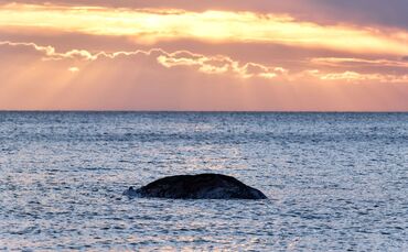 Toter Wal vor dänischer Insel Anholt entdeckt