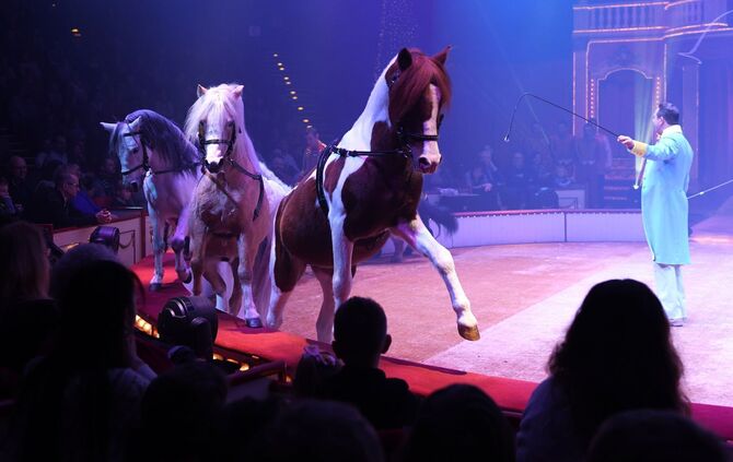 Circus Roncalli - Pferde