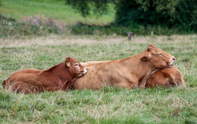 Drei Rinder sind am Morgen ausgebüxt. (Symbolbild)
