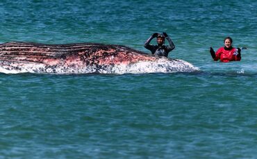 Toter Wal vor dänischer Insel Anholt entdeckt