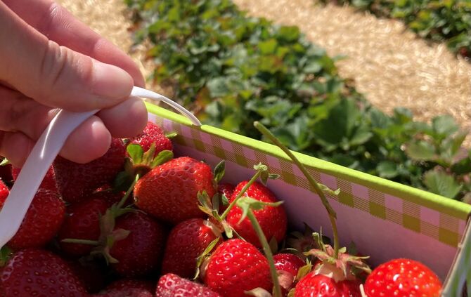 Erdbeeren pflücken macht Spaß und danach kann man die süßen Früchte noch gemeinsam verarbeiten. (Symbolbild)