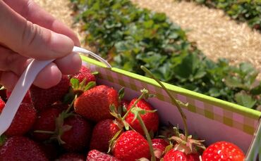 Erdbeeren pflücken macht Spaß und danach kann man die süßen Früchte noch gemeinsam verarbeiten. (Symbolbild)