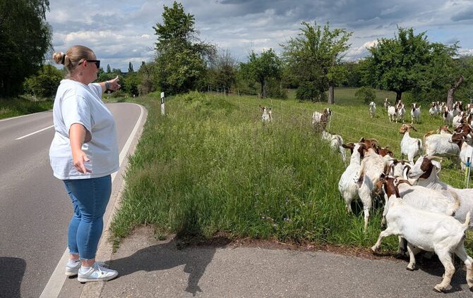 Saskia Veren bemerkte die Tiere und half sie wieder einzufangen.