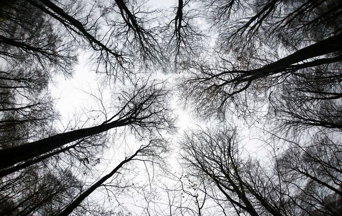 Wald