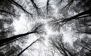 Wald