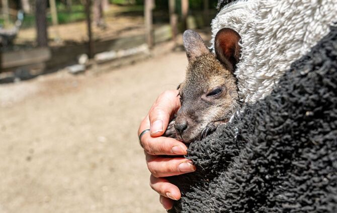 Tierpark-Chefin zieht Känguru-Baby im Pulli auf