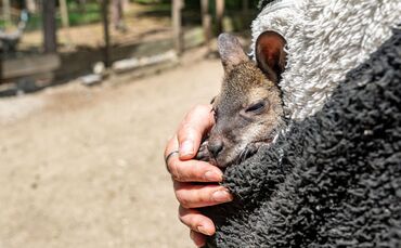 Tierpark-Chefin zieht Känguru-Baby im Pulli auf