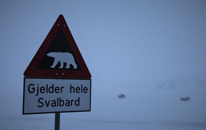 Eisbär auf Spitzbergen erschossen