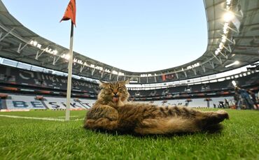 Vor dem Finale der Europa League