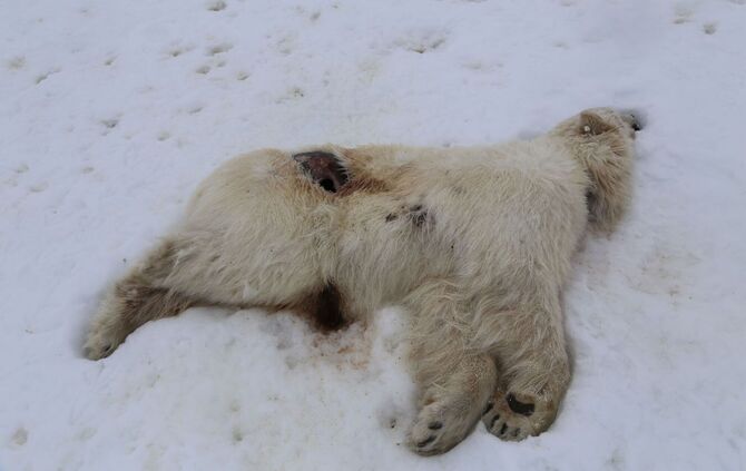Erster Fall von Vogelgrippe bei Eisbär in Europa