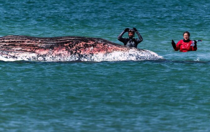 Der Buckelwal vor der dänischen Insel Anholt soll auf das Festland gezogen werden - aber erst nach Pfingsten. (Archivbild)