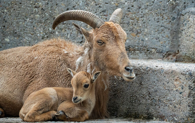 Niedlich! Bei den Mähnenspringern in der Wilhelma hat es Nachwuchs gegeben.