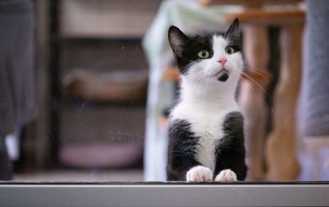 Katze