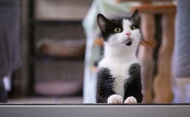 Katze
