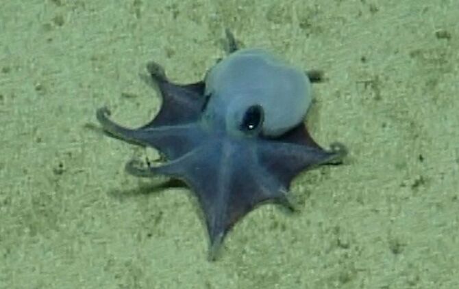 Forscher finden winzige Oktopus-Art vor den Galápagos-Inseln