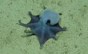 Forscher finden winzige Oktopus-Art vor den Galápagos-Inseln