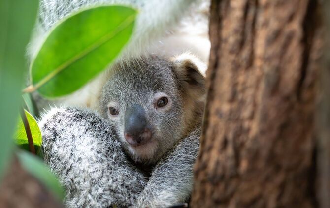 Koala Jungtier «Jingeri»