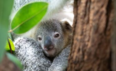 Koala Jungtier «Jingeri»