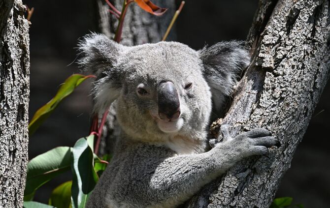 Drei Koalas leben jetzt noch im Stuttgarter Zoo.