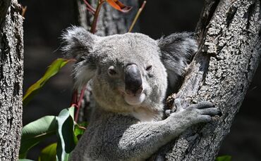 Drei Koalas leben jetzt noch im Stuttgarter Zoo.