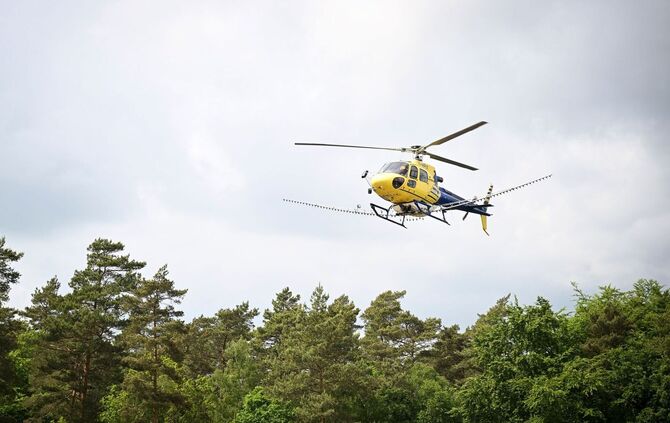 Hitzetage als Booster: Eichenprozessionsspinner werden zur Plage