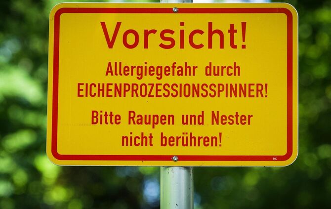 Berliner Volkspark Hasenheide - Eichenprozessionsspinner