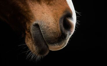 Pferd