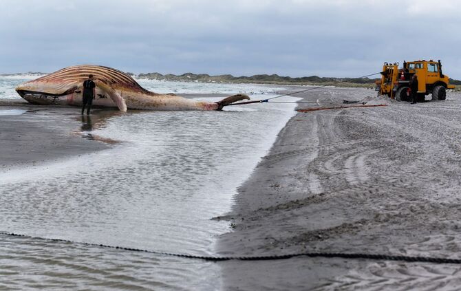 Toter Wal vor dänischer Insel Anholt