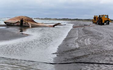 Toter Wal vor dänischer Insel Anholt