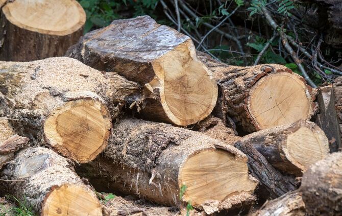 Brennholz aus dem Wald
