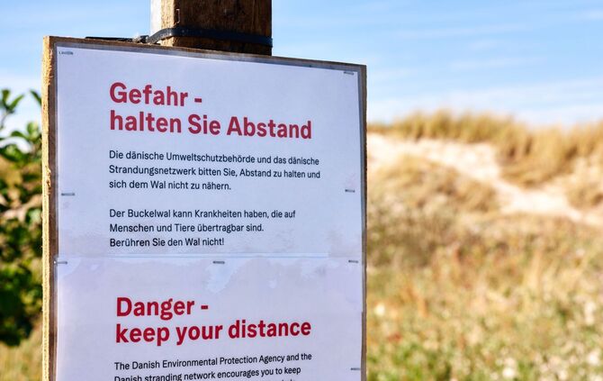 Toter Wal vor dänischer Insel Anholt