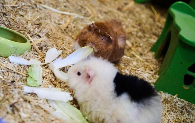 Meerschweinchen