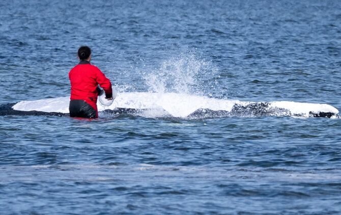 Weitere Entwicklung zum Buckelwal in der Ostsee