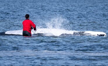 Weitere Entwicklung zum Buckelwal in der Ostsee