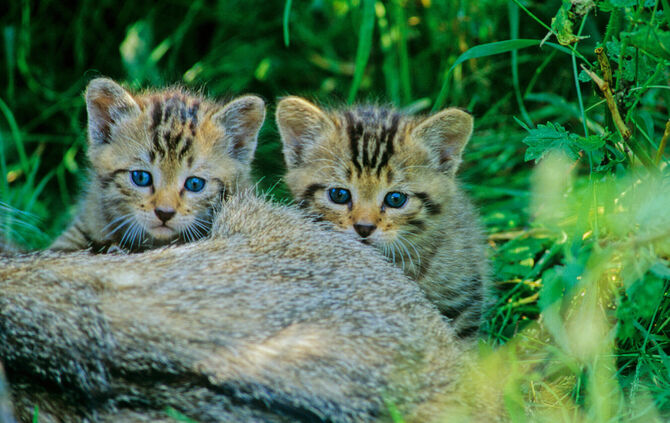 Derzeit sind Wildkatzen in deutschen Wäldern mit ihrem Nachwuchs beschäftigt. (Symbolbild)