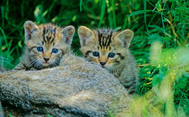 Derzeit sind Wildkatzen in deutschen Wäldern mit ihrem Nachwuchs beschäftigt. (Symbolbild)