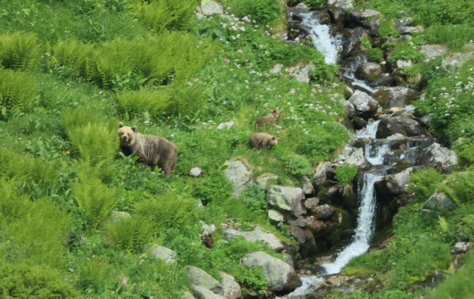 Eine Bärin geht mit ihrem Nachwuchs durch ein Tal in der Westtatra in der Slowakei. Nach offiziellen Zählungen gibt es in der Sl