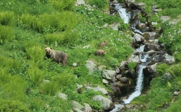 Eine Bärin geht mit ihrem Nachwuchs durch ein Tal in der Westtatra in der Slowakei. Nach offiziellen Zählungen gibt es in der Sl
