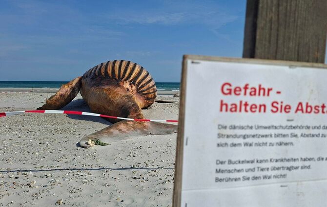 Weitere Entwicklung zum Buckelwal in der Ostsee