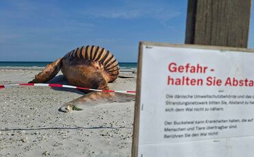 Weitere Entwicklung zum Buckelwal in der Ostsee