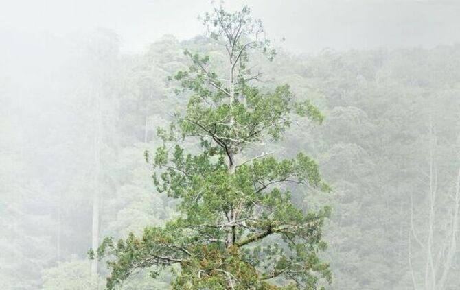 Die höchsten Bäume in Taiwan