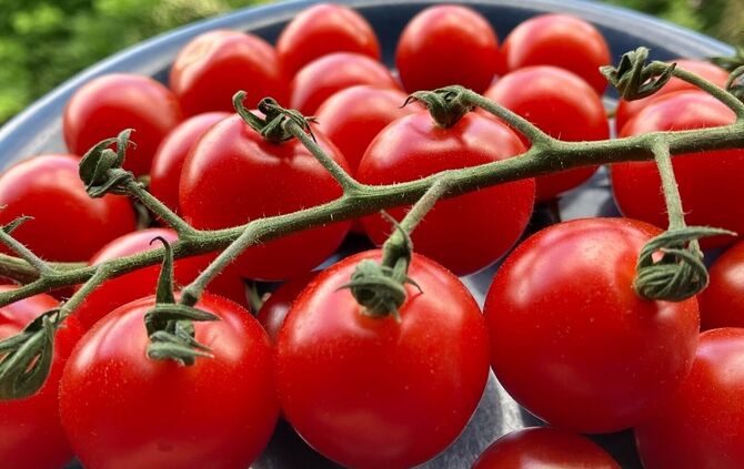 In der nun beginnenden Hochsaison schmecken reife Tomaten aus der Region einzigartig aromatisch.