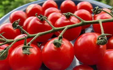 In der nun beginnenden Hochsaison schmecken reife Tomaten aus der Region einzigartig aromatisch.